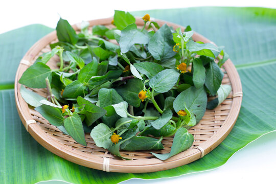 Yellow flower with green leaves of acmella oleracea or toothache plant on white background