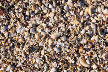 background of shells and small stones