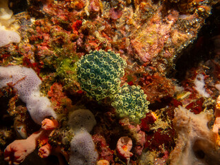 Green Ascidians, similar to a cactus, in a beautiful tropical reef. Underwater picture from the coral triangle, Philippines