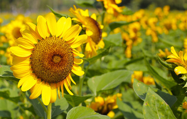 Fototapeta premium Blooming sunflower fields. Beautiful yellow flower