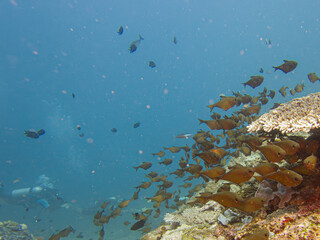 Fototapeta premium A colorful, healthy coral reef with a school of fish and divers at Puerto Galera, Philippines. These reefs are in the center of the coral triangle and have a unique biodiversity