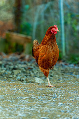 Kura domowa © Maciej G. Szling