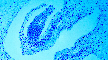 Lillium 0vary under Optical Microscope