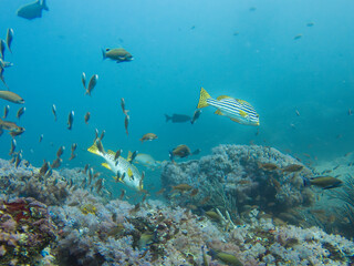 The Indian Ocean oriental sweetlips, also known as the oriental sweetlips or oriental blubber lips, is a species of marine ray-finned fish, a sweetlips belonging to the subfamily Plectorhinchinae
