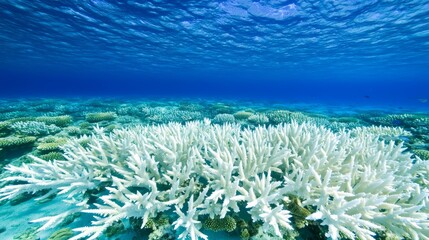 Preserving Biodiversity: Aerial View of Vibrant Coral Reef in Clear Blue Waters, Exemplifying Marine Conservation Efforts | Ultra-Detailed