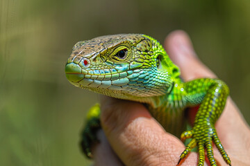 Fototapeta premium Zoologist observing animals created with generative ai technology