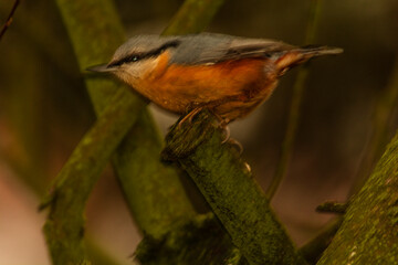 robin on a branch