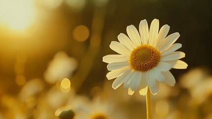 Stunning Close Up of Daisy Flower with Bright Yellow Center Image