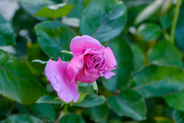 Obraz premium Pink Rose in Bloom with Green Leafy Background