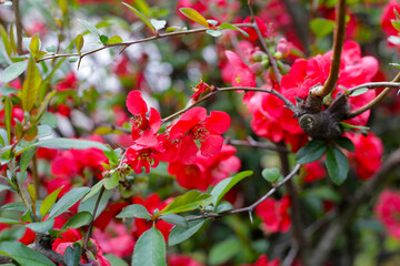 Obraz premium Red quince flower with green leaves