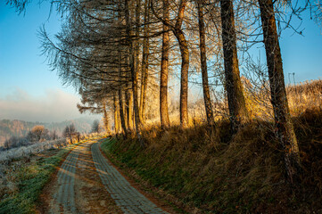 Obraz premium Muszyna, zimową pora, szron, droga 