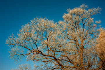 Muszyna, zimową pora, szron, 