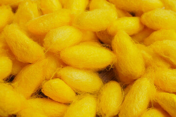 Yellow mulberry silk that is a worm for background. Thai silk production