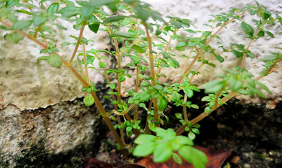 Close-up of a small tree growing in the corner of a cream-colored concrete wall. Bright green leaves. The foreground is blurred. The cement floor has green lichen with an unusual pattern.