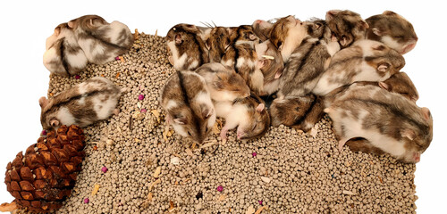 Dozens of brown and white hamsters were sleeping, clinging together in a warm-looking group with a pine cone. Photo background.