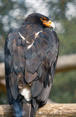 Eagle in zoo