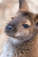 wallaby in zoo