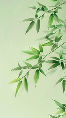 Obraz premium Fresh Bamboo Leaves on Light Background with Soft Shadows