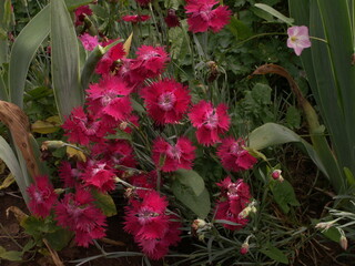 Beautiful bright pink carnations in the garden in summer