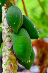 fresh Papaya fruits on tree