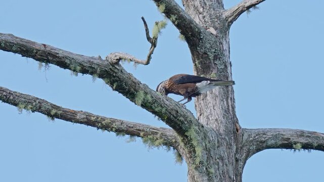  Nutcrackers perched on a branch eating