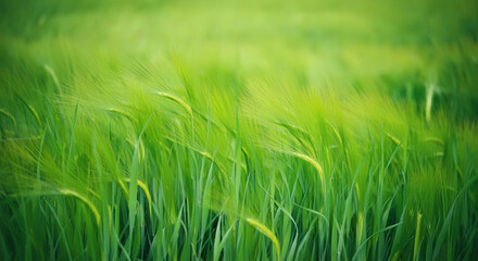 Obraz premium Fresh nature background