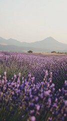 Obraz premium A tranquil lavender field in full bloom with distant mountains under soft evening light