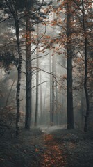 Obraz premium Aesthetic forest photo outdoors woodland nature.