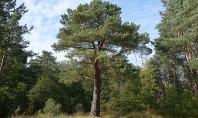 Tall pine tree in forest with green foliage and blue sky - Powered by Adobe