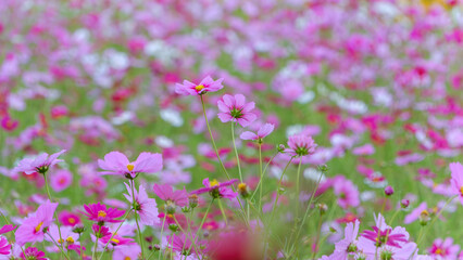 Obraz premium Vibrant Cosmos Field in Full Bloom