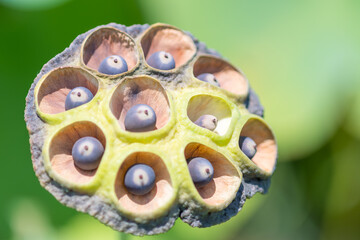Close-Up of Lotus Seed Pod with Mature Seeds