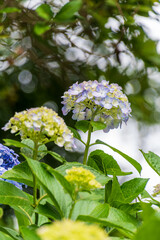Delicate Hydrangea Blossoms in Summer Light