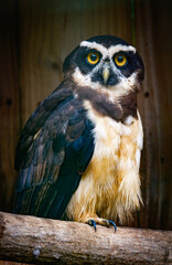 Large owl in zoo