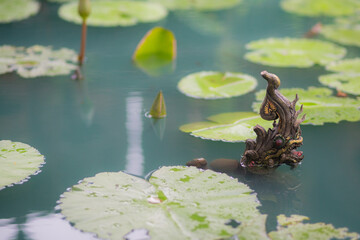 Trees in mangrove forests have branches and fresh water.