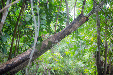 Trees in mangrove forests have branches and fresh water.