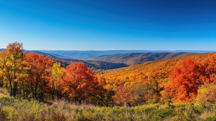 Fototapeta premium A vibrant autumn landscape showcases the colorful foliage of the Appalachian Mountains under a clear blue sky