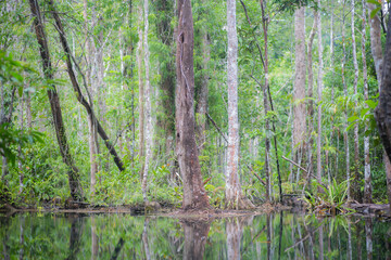Obraz premium Trees in mangrove forests have branches and fresh water.