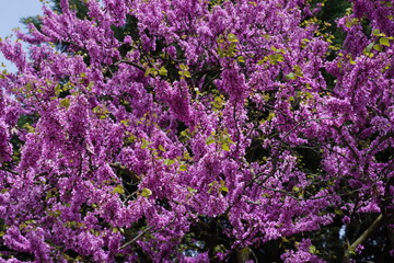 Obraz premium Cercis canadensis or Eastern Redbud is a perennial tree with small pink or purple flowers on its branches and trunk. It has medicinal properties, reduces fever, and can be eaten in salads.