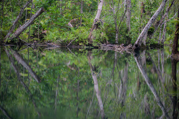 Trees in mangrove forests have branches and fresh water.