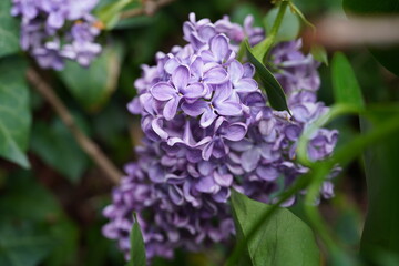 Syringa vulgaris is native to Europe. It is a shrub with clusters of purple and white flowers. The flowers are very fragrant, especially at night.