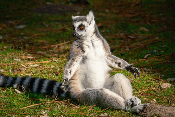 Fototapeta premium Ring tailed Lemur