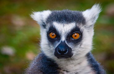 Obraz premium Ring tailed Lemur