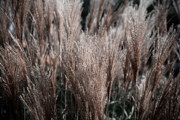 Obraz premium A serene and minimalist image of dry grass in soft, muted tones. The close-up perspective captures the delicate texture and natural patterns of the stalks, evoking a calm and tranquil atmosphere. Perf