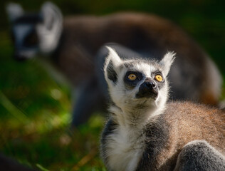 Fototapeta premium Ring tailed Lemur