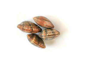Clams on white background. Seafood.