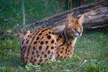 serval in zoo