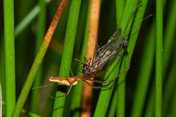 A Long-jawed orb weaver has caught an insect in its web in a vegetation of Common rush