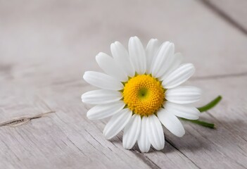 Obraz premium A white daisy flower with a yellow center on a wooden surface