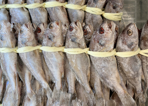 Frozen dried corvina in fish market
