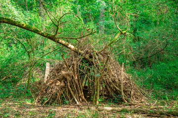 A makeshift wooden shelter built with sticks and branches in a lush green forest. The structure appears primitive and blends naturally with the surrounding vegetation, evoking a sense of wilderness an